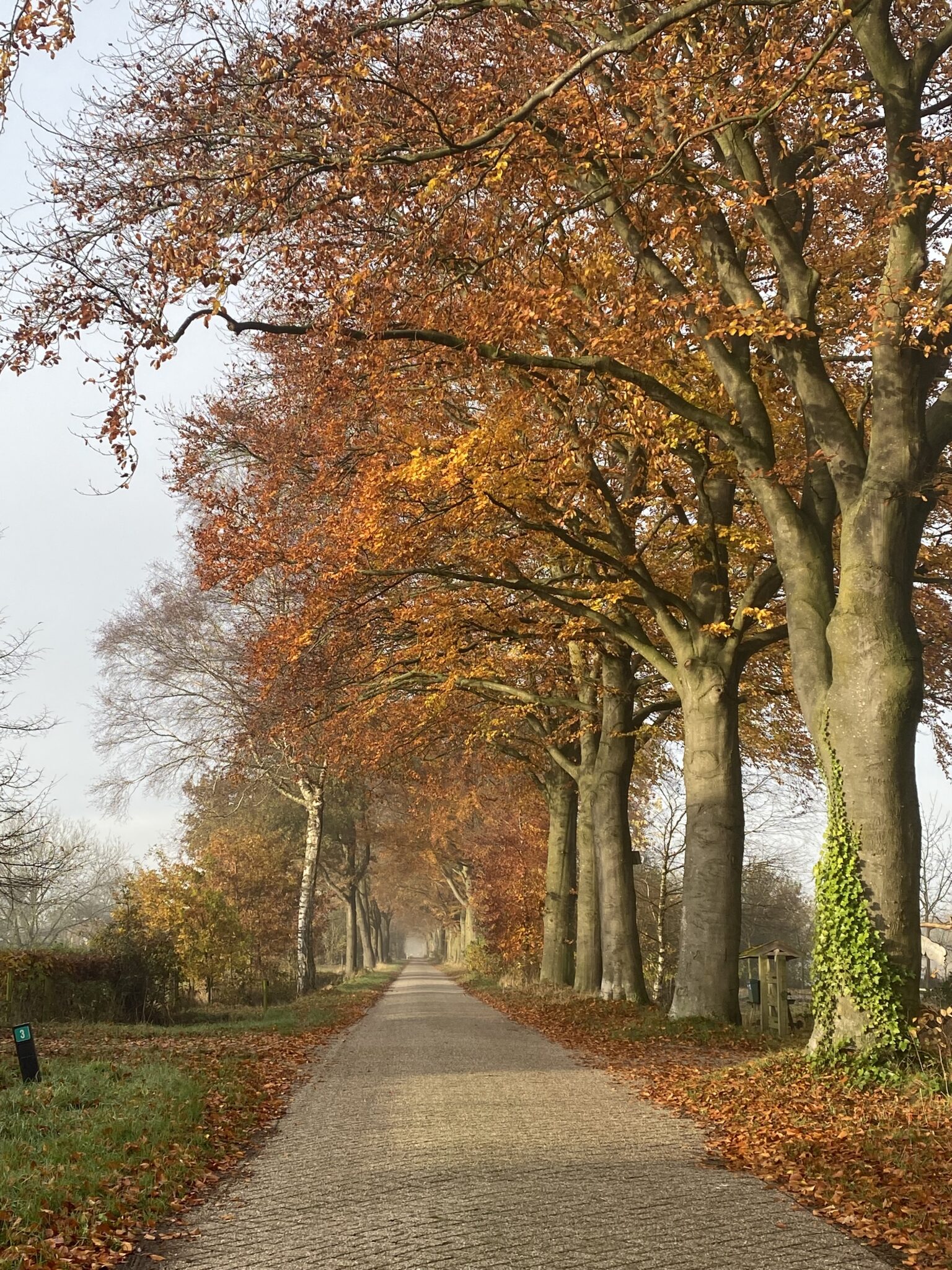 Wandelen in Zelhem